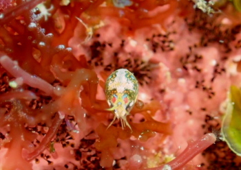 マキエホテイヨコエビ