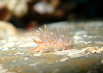 フウセンミノウミウシsp