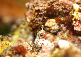 モンツキカエルウオ