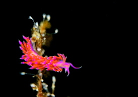 セスジミノウミウシ