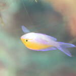 フタイロハナゴイ