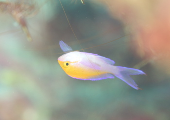 フタイロハナゴイ