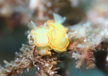 ミツイラメリウミウシ