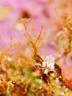 イナバミノウミウシ