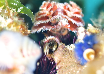 カンザシヤドカリ