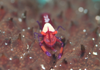 ウミウシカクレエビ