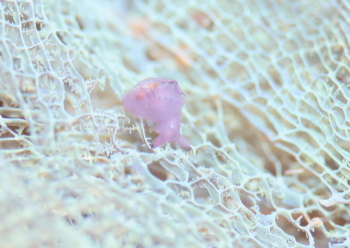 クロヘリアメフラシ