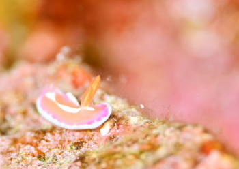 アラリウミウシ