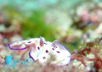 マダライロウミウシ