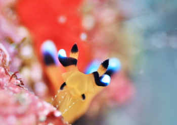 ウデフリツノザヤウミウシ