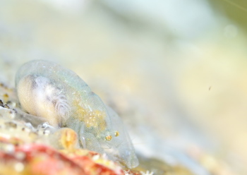 ペリクリメナエウス・コロダクティルス