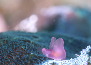 サガミアメフラシ