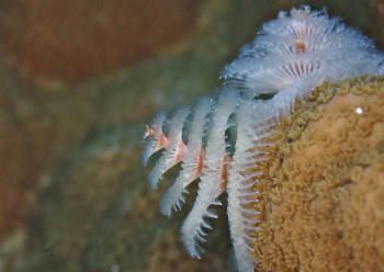 イバラカンザシ