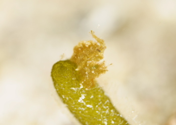 フィコカリス・シムランス