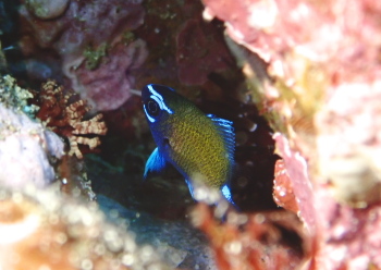 アマミスズメダイ